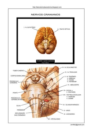 http://laboratoriodeanatomia.blogspot.com



                             NERVOS CRANIANOS




                   I - N. OLFATÓRIO
                                                                  II - TRATO ÓPTICO




                                                                           III - N. OCULOMOTOR

   TÚBER CINÉRIO
                                                                              IV - N. TROCLEAR

 CORPOS MAMILARES                                                             V - N. TRIGÊMEO
                                                                                 n. oftálmico
                                                                                 n. maxilar
PEDÚNCULO                                                                        n. mandibular
CEREBRAL
                                                                                  VI - ABDUCENTE


                                                                            VII - FACIAL e
   PONTE
                                                                                n. intermédio
                                                                            VIII - VESTIBULOCOCLEAR
                                                                                n. vestibular
 PEDÚNCULO                                                                      n. coclear
 CEREBELAR MÉDIO


                                                                            IX - GLOSSOFARÍNGEO
       OLIVA


        PIRÂMIDES                                                            X - VAGO
      DECUSSAÇÃO
                                                                            XI - ACESSÓRIO
     DAS PIRÂMIDES

                                                    XII - HIPOGLOSSO



                                                                                        arn4ldo@gmail.com
 
