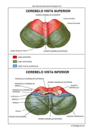 http://laboratoriodeanatomia.blogspot.com


                       CEREBELO VISTA SUPERIOR
                                 VERMIS CEREBELAR SUPERIOR

                                                                         Fissura primária


                                                                              Fissura horizontal




 Lóbulo semilunar inferior                  VERMIS CEREBELAR INFERIOR


           LOBO ANTERIOR

           LOBO POSTERIOR

           LOBO FLÓCULO-NODULAR



                       CEREBELO VISTA INFERIOR
        PEDÚNCULO CEREBELAR SUPERIOR

                                                  VERMIS CEREBELAR SUPERIOR
       PEDÚNCULO CEREBELAR
       MÉDIO                                                                      QUARTO
                                                                                VENTRÍCULO
    PEDÚNCULO CEREBELAR
    INFERIOR


  FLÓCULO
   NÓDULO

   TONSILA




        ÚVULA


FISSURA SECUNDÁRIA                                                           FISSURA HORIZONTAL
                                     VERMIS CEREBELAR INFERIOR



                                                                                   arn4ldo@gmail.com
 