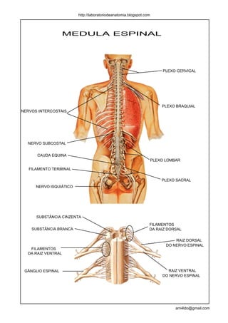 http://laboratoriodeanatomia.blogspot.com




                    MEDULA ESPINAL




                                                                          PLEXO CERVICAL




                                                                         PLEXO BRAQUIAL
NERVOS INTERCOSTAIS




  NERVO SUBCOSTAL


      CAUDA EQUINA
                                                                     PLEXO LOMBAR

   FILAMENTO TERMINAL

                                                                         PLEXO SACRAL
      NERVO ISQUIÁTICO




      SUBSTÂNCIA CINZENTA
                                                                 FILAMENTOS
    SUBSTÂNCIA BRANCA                                            DA RAIZ DORSAL

                                                                               RAIZ DORSAL
                                                                           DO NERVO ESPINAL
   FILAMENTOS
  DA RAIZ VENTRAL



 GÂNGLIO ESPINAL                                                           RAIZ VENTRAL
                                                                         DO NERVO ESPINAL




                                                                               arn4ldo@gmail.com
 