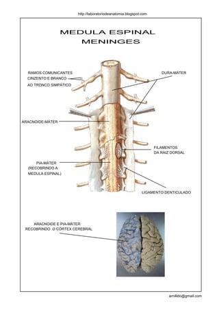 http://laboratoriodeanatomia.blogspot.com




                  MEDULA ESPINAL
                         MENINGES




  RAMOS COMUNICANTES                                                   DURA-MÁTER
  CINZENTO E BRANCO
  AO TRONCO SIMPÁTICO




ARACNOIDE-MÁTER




                                                                    FILAMENTOS
                                                                    DA RAIZ DORSAL

      PIA-MÁTER
  (RECOBRINDO A
  MEDULA ESPINAL)




                                                              LIGAMENTO DENTICULADO




    ARACNOIDE E PIA-MÁTER
 RECOBRINDO O CÓRTEX CEREBRAL




                                                                          arn4ldo@gmail.com
 
