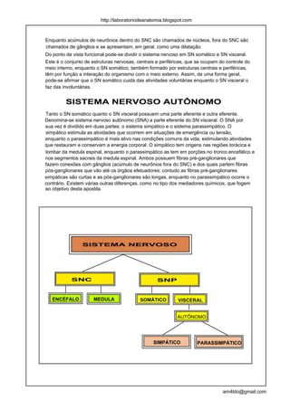 http://laboratoriodeanatomia.blogspot.com



Enquanto acúmulos de neurônios dentro do SNC são chamados de núcleos, fora do SNC são
chamados de gânglios e se apresentam, em geral, como uma dilatação.
Do ponto de vista funcional pode-se dividir o sistema nervoso em SN somático e SN visceral.
Este é o conjunto de estruturas nervosas, centrais e periféricas, que se ocupam do controle do
meio interno, enquanto o SN somático, também formado por estruturas centrais e periféricas,
têm por função a interação do organismo com o meio externo. Assim, de uma forma geral,
pode-se afirmar que o SN somático cuida das atividades voluntárias enquanto o SN visceral o
faz das involuntárias.


         SISTEMA NERVOSO AUTÔNOMO
Tanto o SN somático quanto o SN visceral possuem uma parte aferente e outra eferente.
Denomina-se sistema nervoso autônomo (SNA) a parte eferente do SN visceral. O SNA por
sua vez é dividido em duas partes: o sistema simpático e o sistema parassimpático. O
simpático estimula as atividades que ocorrem em situações de emergência ou tensão,
enquanto o parassimpático é mais ativo nas condições comuns da vida, estimulando atividades
que restauram e conservam a energia corporal. O simpático tem origens nas regiões torácica e
lombar da medula espinal, enquanto o parassimpático as tem em porções no tronco encefálico e
nos segmentos sacrais da medula espinal. Ambos possuem fibras pré-ganglionares que
fazem conexões com gânglios (acúmulo de neurônios fora do SNC) e dos quais partem fibras
pós-ganglionares que vão até os órgãos efetuadores; contudo as fibras pré-ganglionares
simpáticas são curtas e as pós-ganglionares são longas, enquanto no parassimpático ocorre o
contrário. Existem várias outras diferenças, como no tipo dos mediadores químicos, que fogem
ao objetivo desta apostila.




                SISTEMA NERVOSO




           SNC                                     SNP


   ENCÉFALO           MEDULA               SOMÁTICO          VISCERAL


                                                            AUTÔNOMO




                                                 SIMPÁTICO           PARASSIMPÁTICO




                                                                                 arn4ldo@gmail.com
 
