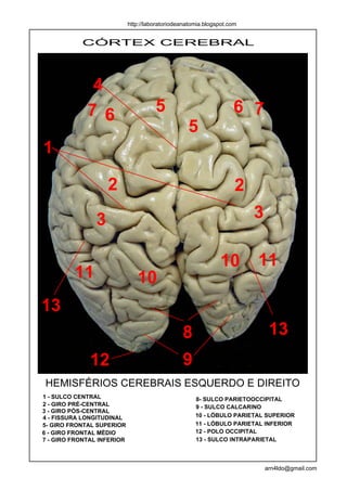 http://laboratoriodeanatomia.blogspot.com


           CÓRTEX CEREBRAL




              4
             7 6                      5                            6 7
                                                  5
1

                    2                                               2
                3                                                       3

                                                              10        11
         11                    10
13
                                                8                            13
              12                                9
HEMISFÉRIOS CEREBRAIS ESQUERDO E DIREITO
1 - SULCO CENTRAL                                    8- SULCO PARIETOOCCIPITAL
2 - GIRO PRÉ-CENTRAL                                 9 - SULCO CALCARINO
3 - GIRO PÓS-CENTRAL
4 - FISSURA LONGITUDINAL                             10 - LÓBULO PARIETAL SUPERIOR
5- GIRO FRONTAL SUPERIOR                             11 - LÓBULO PARIETAL INFERIOR
6 - GIRO FRONTAL MÉDIO                               12 - POLO OCCIPITAL
7 - GIRO FRONTAL INFERIOR                            13 - SULCO INTRAPARIETAL



                                                                            arn4ldo@gmail.com
 