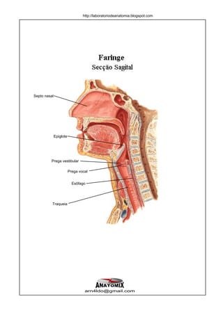 http://laboratoriodeanatomia.blogspot.com




Septo nasal




              Epiglote




         Prega vestibular

                         Prega vocal


                           Esôfago




          Traqueia




                                  arn4ldo@gmail.com
 