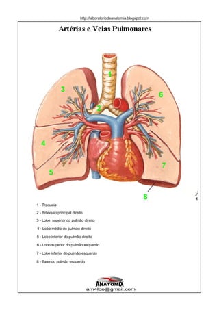 http://laboratoriodeanatomia.blogspot.com




                                            1

               3
                                                                        6
                                       2



   4


                                                                        7
        5


                                                                 8
1 - Traqueia

2 - Brônquio principal direito

3 - Lobo superior do pulmão direito

4 - Lobo médio do pulmão direito

5 - Lobo inferior do pulmão direito

6 - Lobo superior do pulmão esquerdo

7 - Lobo inferior do pulmão esquerdo

8 - Base do pulmão esquerdo




                                 arn4ldo@gmail.com
 