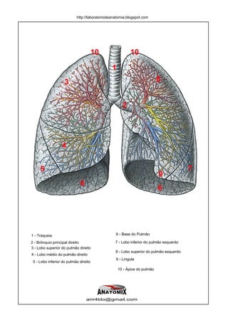 http://laboratoriodeanatomia.blogspot.com




                                       10                10

                                               1
                    3                                                     8


                                                     2




                  4


     5                                                                                  7
                                                                          9
                             6
                                                                          6




1 - Traqueia                                     6 - Base do Pulmão

2 - Brônquio principal direito                   7 - Lobo inferior do pulmão esquerdo
3 - Lobo superior do pulmão direito
                                                 8 - Lobo superior do pulmão esquerdo
4 - Lobo médio do pulmão direito
                                                 9 - Língula
 5 - Lobo inferior do pulmão direito
                                                   10 - Ápice do pulmão




                                 arn4ldo@gmail.com
 