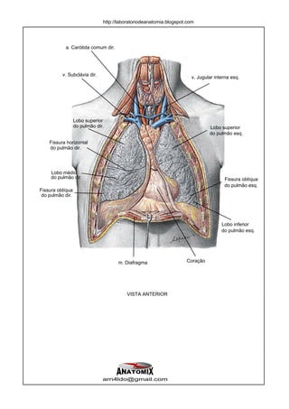 http://laboratoriodeanatomia.blogspot.com




           a. Carótida comum dir.




          v. Subclávia dir.
                                                                      v. Jugular interna esq.




                  Lobo superior
                  do pulmão dir.                                              Lobo superior
                                                                              do pulmão esq.
    Fissura horizontal
    do pulmão dir.




     Lobo médio
     do pulmão dir.                                                                  Fissura oblíqua
                                                                                     do pulmão esq.
Fissura oblíqua
 do pulmão dir.




                                                                                    Lobo inferior
                                                                                    do pulmão esq.




                                     m. Diafragma                   Coração




                                         VISTA ANTERIOR




                               arn4ldo@gmail.com
 