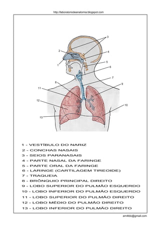 http://laboratoriodeanatomia.blogspot.com




                                                           3




                    2                                      4


                                                           5
                    1
                                                               6


                                                                   7
                8
                                                                       9
     11



     12
                                                                           10



          13




1 - VESTÍBULO DO NARIZ

2 - CONCHAS NASAIS
3 - SEIOS PARANASAIS
4 - PARTE NASAL DA FARINGE
5 - PARTE ORAL DA FARINGE
6 - LARINGE (CARTILAGEM TIREOIDE)
7 - TRAQUEIA
8 - BRÔNQUIO PRINCIPAL DIREITO
9 - LOBO SUPERIOR DO PULMÃO ESQUERDO

10 - LOBO INFERIOR DO PULMÃO ESQUERDO

11 - LOBO SUPERIOR DO PULMÃO DIREITO

12 - LOBO MÉDIO DO PULMÃO DIREITO

13 - LOBO INFERIOR DO PULMÃO DIREITO

                                                                       arn4ldo@gmail.com
 