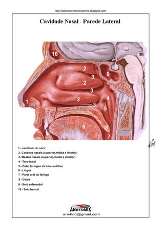 http://laboratoriodeanatomia.blogspot.com




                            10

                                                   2
                                                          3              9
                                                   2
                                                         3
                                               2                         4
     1
                                                           3
                                                                    5


                                                   6                 8
                                                                         7
1 - vestíbulo do nariz
2- Conchas nasais (superior,média e inferior)
3- Meatos nasais (superior,médio e inferior)
4 - Toro tubal
5 - Óstio faríngeo da tuba auditiva
6 - Língua
7 - Parte oral da faringe
8 - Úvula
9 - Seio esfenoidal
10 - Seio frontal




                                      arn4ldo@gmail.com
 