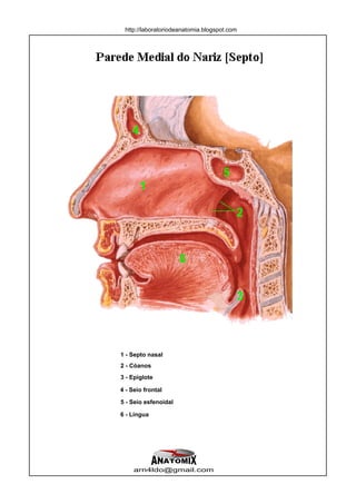 http://laboratoriodeanatomia.blogspot.com




    4


                                    5
        1

                                         2


                      6


                                         3



1 - Septo nasal
2 - Cóanos
3 - Epiglote

4 - Seio frontal

5 - Seio esfenoidal

6 - Língua




     arn4ldo@gmail.com
 