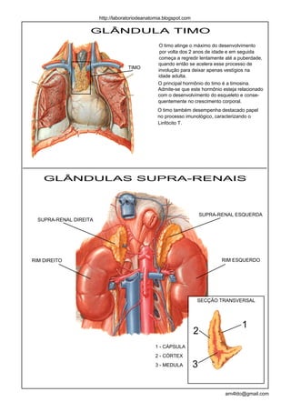 http://laboratoriodeanatomia.blogspot.com

                    GLÂNDULA TIMO
                                                  O timo atinge o máximo do desenvolvimento
                                                   por volta dos 2 anos de idade e em seguida
                                                  começa a regredir lentamente até a puberdade,
                                                  quando então se acelera esse processo de
                                     TIMO
                                                  involução para deixar apenas vestígios na
                                                  idade adulta.
                                                  O principal hormônio do timo é a timosina.
                                                  Admite-se que este hormônio esteja relacionado
                                                  com o desenvolvimento do esqueleto e conse-
                                                  quentemente no crescimento corporal.
                                                  O timo também desempenha destacado papel
                                                  no processo imunológico, caracterizando o
                                                  Linfócito T.




    GLÂNDULAS SUPRA-RENAIS



                                                                        SUPRA-RENAL ESQUERDA
  SUPRA-RENAL DIREITA




RIM DIREITO                                                                    RIM ESQUERDO




                                                                    SECÇÃO TRANSVERSAL




                                                                                      1
                                                                    2
                                                 1 - CÁPSULA
                                                 2 - CÓRTEX
                                                 3 - MEDULA         3

                                                                                arn4ldo@gmail.com
 
