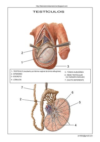 http://laboratoriodeanatomia.blogspot.com


                           TESTÍCULOS




              2


             1
                                                                        3
1 - TESTÍCULO (recoberto por lâmina vaginal da túnica albugínea)     5 - TÚNICA ALBUGÍNEA
2 - EPIDÍDIMO
                                                                     6 - REDE TESTICULAR
3 - ESCROTO                                                           (no mediastino testicular)
4 - LÓBULOS                                                          7 - DUCTO DEFERENTE



             7
                                                                              6

           2
                                                                                        5




                                                                                  4


                                                                                      arn4ldo@gmail.com
 