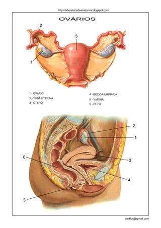 http://laboratoriodeanatomia.blogspot.com


                       OVÁRIOS
           2

                                    3




    1




    1 - OVÁRIO                                  4 - BEXIGA URINÁRIA
    2 - TUBA UTERINA                            5 - VAGINA
    3 - ÚTERO                                   6 - RETO




                                                                            2

                                                                            1



6
                                                                        3



                                                                        4



5



                                                                      arn4ldo@gmail.com
 