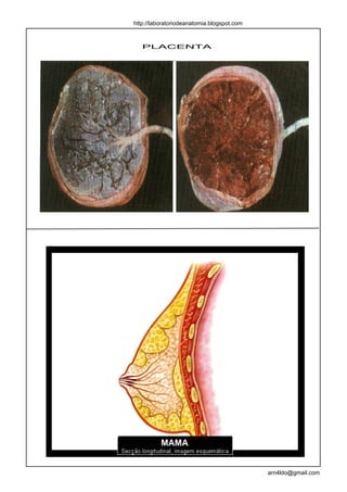 http://laboratoriodeanatomia.blogspot.com



   PLACENTA




          MAMA


                                            arn4ldo@gmail.com
 