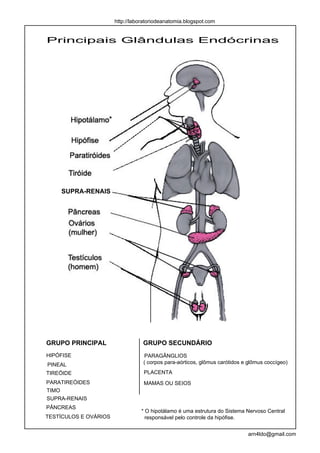 http://laboratoriodeanatomia.blogspot.com


Principais Glândulas Endócrinas




                   *




    SUPRA-RENAIS




GRUPO PRINCIPAL                   GRUPO SECUNDÁRIO
HIPÓFISE                          PARAGÂNGLIOS
PINEAL                            ( corpos para-aórticos, glômus carótidos e glômus coccígeo)

TIREÓIDE                          PLACENTA
PARATIREÓIDES                     MAMAS OU SEIOS
TIMO
SUPRA-RENAIS
PÂNCREAS
                                 * O hipotálamo é uma estrutura do Sistema Nervoso Central
TESTÍCULOS E OVÁRIOS               responsável pelo controle da hipófise.


                                                                            arn4ldo@gmail.com
 