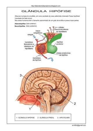 http://laboratoriodeanatomia.blogspot.com


         GLÂNDULA                               HIPÓFISE
Situa-se na base do encéfalo, em uma cavidade do osso esfenóide chamada Fossa hipofisial
(cavidade da Sela turca).
Nos seres humanos tem o tamanho aproximado de um grão de ervilha e possui duas partes:

Adenohipófise (lobo anterior)
Neurohipófise (lobo posterior).




       3




                                                                                2
                   1

  1 - GLÂNDULA HIPÓFISE           2 - GLÂNDULA PINEAL      3 - HIPOTÁLAMO



                                                                             arn4ldo@gmail.com
 