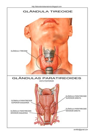 http://laboratoriodeanatomia.blogspot.com


            GLÂNDULA TIREOIDE




GLÂNDULA TIREOIDE




 GLÂNDULAS PARATIREOIDES
                                  VISTA POSTERIOR




                                                                    GLÂNDULA PARATIREOIDE
                                                                    SUPERIOR DIREITA
GLÂNDULA PARATIREOIDE
SUPERIOR ESQUERDA


                                                                    GLÂNDULA PARATIREOIDE
GLÂNDULA PARATIREOIDE                                               INFERIOR DIREITA
INFERIOR ESQUERDA




                                                                           arn4ldo@gmail.com
 