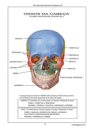 http://laboratoriodeanatomia.blogspot.com




                 OSSOS DA CABEÇA
                         PLANO ANTERIOR (FRONTAL)




     FRONTAL




                                                                               PARIETAL(2)

  ESFENOIDE
                                                                              TEMPORAL(2)

                                                                               LACRIMAL(2)

ZIGOMÁTICO(2)                                                                  NASAL(2)


ETMOIDE
                                                                             MAXILA(2)


   VÔMER

                                                                   CONCHA NASAL INFERIOR(2)



     MANDÍBULA




           A cabeça óssea se divide em CRÂNIO (Neurocrânio) e FACE (Viscerocrânio)
           e é formada por 22 ossos (excluindo-se os ossos da orelha).
            CRÂNIO - É constituido por 2 ossos pares e 4 ímpares.Totalizando 8 ossos.
                       PARES = PARIETAIS e TEMPORAIS
                       ÍMPARES = FRONTAL, OCCIPITAL, ESFENOIDE e ETMOIDE.

              FACE - É constituída por 2 ossos ímpares e 6 pares.Totalizando 14 ossos
                  PARES = MAXILAS, ZIGOMÁTICOS, NASAIS, LACRIMAIS,
                  PALATINOS E CONCHAS NASAIS INFERIORES.
                  ÍMPARES = MANDÍBULA E VÔMER



                                             12                                    arn4ldo@gmail.com
 