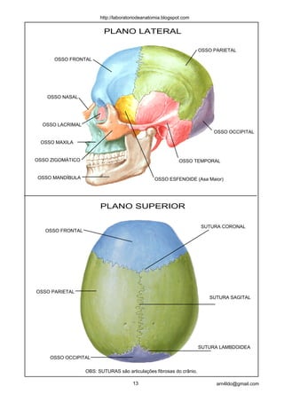 http://laboratoriodeanatomia.blogspot.com


                          PLANO LATERAL

                                                                      OSSO PARIETAL
      OSSO FRONTAL




    OSSO NASAL




  OSSO LACRIMAL
                                                                           OSSO OCCIPITAL

 OSSO MAXILA


OSSO ZIGOMÁTICO                                             OSSO TEMPORAL


OSSO MANDÍBULA                                   OSSO ESFENOIDE (Asa Maior)




                        PLANO SUPERIOR

                                                                      SUTURA CORONAL
   OSSO FRONTAL




OSSO PARIETAL
                                                                         SUTURA SAGITAL




                                                                      SUTURA LAMBDOIDEA

     OSSO OCCIPITAL

                  OBS: SUTURAS são articulações fibrosas do crânio.

                                       13                                   arn4ldo@gmail.com
 