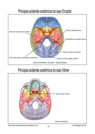 Principais acidentes anatômicos do osso Occipital


                                                                      Crista occipital interna
 Sulco do seio petroso inferior



                                                                     Protuberância occipital interna




                                                                   Sulco do seio transverso


 Sulco dos vasos meníngeos posteriores
                                                           Sulco do seio sagital superior

                                  VISTA SUPERIOR - SECÇÃO TRANSVERSAL




             Principais acidentes anatômicos do osso Vômer



                                                         Asa do osso vômer




                                                        VISTA INFERIOR

http://laboratoriodeanatomia.blogspot.com                                       arn4ldo@gmail.com
                                                 24
 