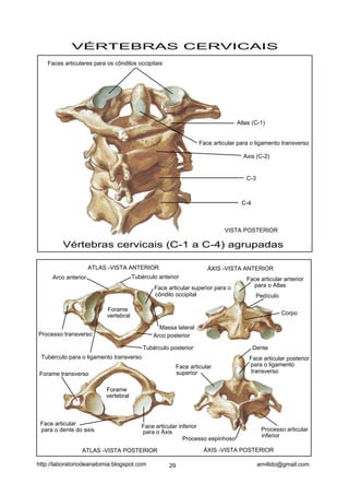VÉRTEBRAS CERVICAIS
    Faces articulares para os côndilos occipitais




                                                                                 Atlas (C-1)


                                                                   Face articular para o ligamento transverso

                                                                                    Axis (C-2)


                                                                                     C-3



                                                                                   C-4



                                                                            VISTA POSTERIOR

          Vértebras cervicais (C-1 a C-4) agrupadas

                     ATLAS -VISTA ANTERIOR                            ÁXIS -VISTA ANTERIOR
     Arco anterior                     Tubérculo anterior                            Face articular anterior
                                               Face articular superior para o          para o Atlas
                                               côndilo occipital                          Pedículo

                           Forame
                           vertebral                                                                 Corpo

                                                 Massa lateral
Processo transverso                            Arco posterior

                                           Tubérculo posterior                           Dente
 Tubérculo para o ligamento transverso                                                Face articular posterior
                                                          Face articular              para o ligamento
Forame transverso                                         superior                    transverso


                          Forame
                          vertebral



 Face articular                           Face articular inferior
 para o dente do axis                     para o Áxis                                       Processo articular
                                                                                            inferior
                                                           Processo espinhoso

                 ATLAS -VISTA POSTERIOR                             ÁXIS -VISTA POSTERIOR

http://laboratoriodeanatomia.blogspot.com            29                                    arn4ldo@gmail.com
 