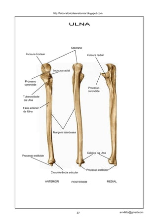 http://laboratoriodeanatomia.blogspot.com



                                         ULNA




                                              Olécrano

   Incisura troclear                                     Incisura radial




                            Incisura radial



 Processo
 coronoide
                                                          Processo
                                                          coronóide

Tuberosidade
da Ulna


Face anterior
da Ulna




                           Margem interóssea




                                                          Cabeça da Ulna
Processo estiloide




                                                         Processo estiloide
                          Circunferência articular


                       ANTERIOR               POSTERIOR                    MEDIAL




                                                  37                                arn4ldo@gmail.com
 