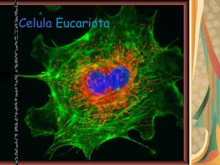 Celula Eucariota
e
 