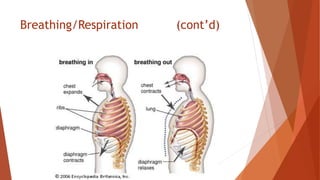 Breathing/Respiration (cont’d)
 