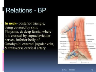  In neck- posterior triangle,
being covered by skin,
Platysma, & deep fascia; where
it is crossed by supraclavicular
nerves, inferior belly of
Omohyoid, external jugular vein,
& transverse cervical artery.
Relations - BP
4/6/2020 12Dr.Ravi
 