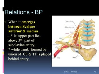 Relations - BP
 When it emerges
between Scalene
anterior & medius
--* its upper part lies
above 3rd part of
subclavian artery,
* while trunk formed by
union of C8 & T1 is placed
behind artery.
4/6/2020 13Dr.Ravi
 