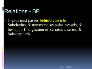  Plexus next passes behind clavicle,
Subclavius, & transverse scapular vessels, &
lies upon 1st digitation of Serratus anterior, &
Subscapularis.
Relations - BP
4/6/2020 14Dr.Ravi
 