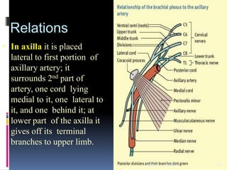 Relations
 In axilla it is placed
lateral to first portion of
axillary artery; it
surrounds 2nd part of
artery, one cord lying
medial to it, one lateral to
it, and one behind it; at
lower part of the axilla it
gives off its terminal
branches to upper limb.
4/6/2020 15Dr.Ravi
 