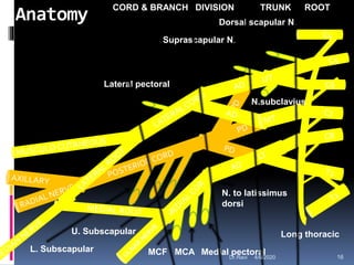 Anatomy
C6
C4
Dorsal scapular N.
Suprascapular N.
Long thoracic
Lateral pectoral
Medial pectoralMCAMCF
N. to latissimus
dorsi
U. Subscapular
L. Subscapular
CORD & BRANCH DIVISION TRUNK ROOT
N.subclavius
4/6/2020 16Dr.Ravi
 