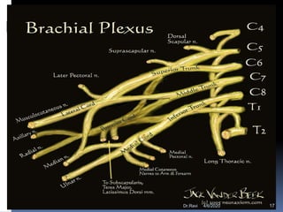 Brachial Plexus Branches
4/6/2020 17Dr.Ravi
 