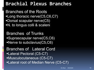 Brachial Plexus Branches
Branches of the Roots
Long thoracic nerve(C5,C6,C7)
Dorsal scapular nerve(C5)
N. to longus colli & scaleni
Branches of Trunks
Suprascapular nerve(C5,C6)
Nerve to subclavius(C5,C6)
Branches of Lateral Cord
Lateral Pectoral (C5-C7)
Musculocutaneous (C5-C7)
Lateral root of Median Nerve (C5-C7)
4/6/2020 18Dr.Ravi
 