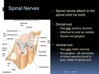 Spinal Nerves  Spinal nerves attach to the
spinal cord via roots
 Dorsal root



Has only sensory neurons
Attached to cord via rootlets
Dorsal root ganglion
 Ventral root


Has only motor neurons
No ganglion - all cell bodies
of motor neurons found in
gray matter of spinal cord
4/6/2020 3Dr.Ravi
 