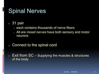 Spinal Nerves
 31 pair
 each contains thousands of nerve fibers
 All are mixed nerves have both sensory and motor
neurons
 Connect to the spinal cord
 Exit from SC – Supplying the muscles & structures
of the body
4/6/2020 4Dr.Ravi
 