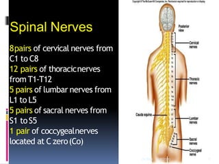 8pairs of cervical nerves from
C1 to C8
12 pairs of thoracicnerves
from T1-T12
5 pairs of lumbar nerves from
L1 to L5
5 pairs of sacral nerves from
S1 toS5
1 pair of coccygealnerves
located at C zero(Co)
Spinal Nerves
4/6/2020 5Dr.Ravi
 