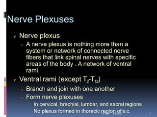 Nerve Plexuses
 Nerve plexus
 A nerve plexus is nothing more than a
system or network of connected nerve
fibers that link spinal nerves with specific
areas of the body . A network of ventral
rami.
 Ventral rami (except T2-T12)
 Branch and join with one another
 Form nerve plexuses
 In cervical, brachial, lumbar, and sacralregions
 No plexus formed in thoracic region of s.c.4/6/2020 7Dr.Ravi
 