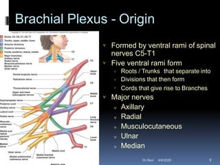 Brachial Plexus - Origin


Formed by ventral rami of spinal
nerves C5-T1
Five ventral rami form



Roots / Trunks that separate into
Divisions that then form
Cords that give rise to Branches
 Major nerves
 Axillary
 Radial
 Musculocutaneous
 Ulnar
 Median
4/6/2020 9Dr.Ravi
 