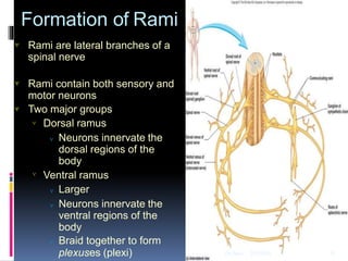 739_Brachial_Plexus.pptx