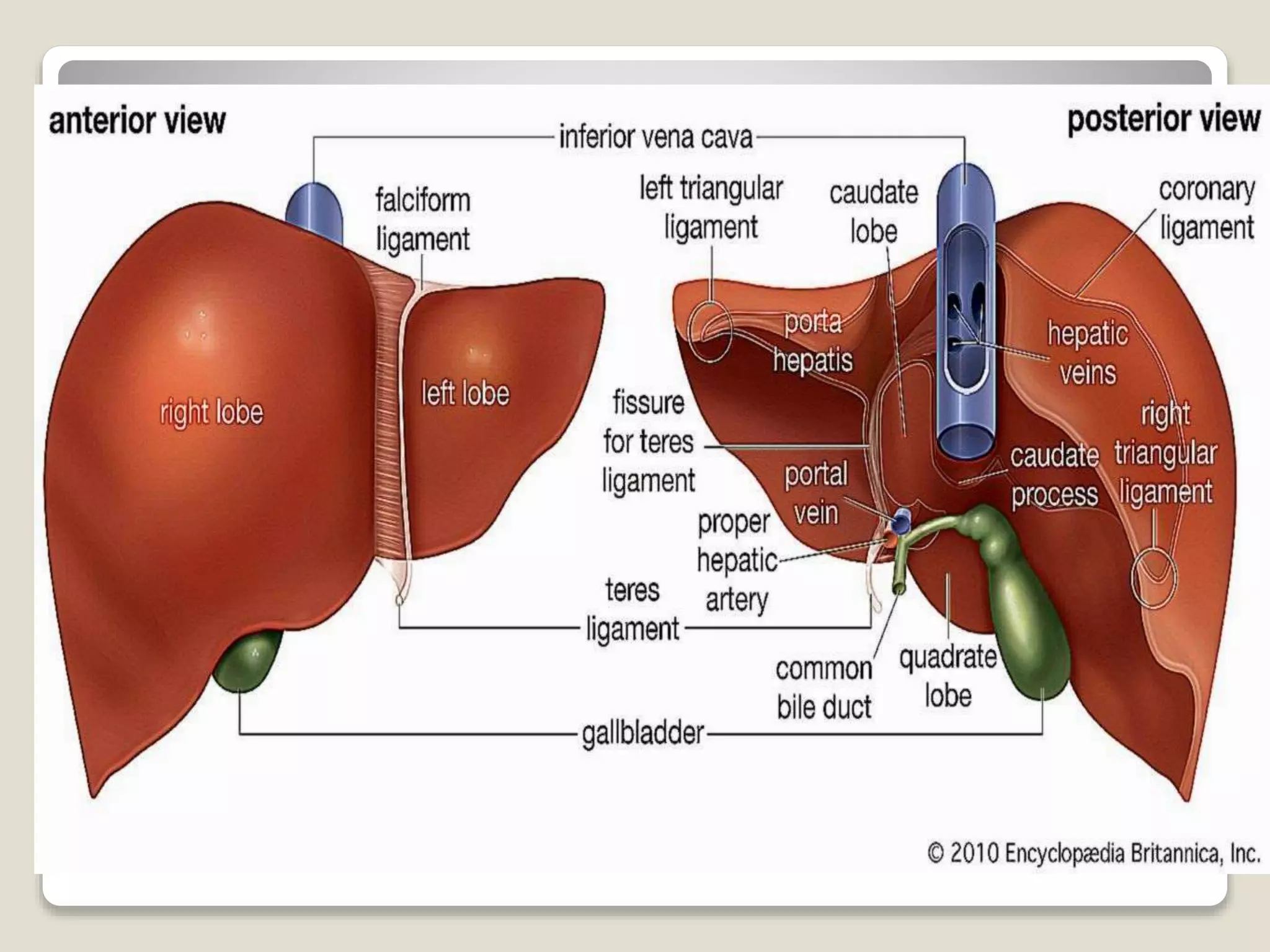 Anatomy of liver
 