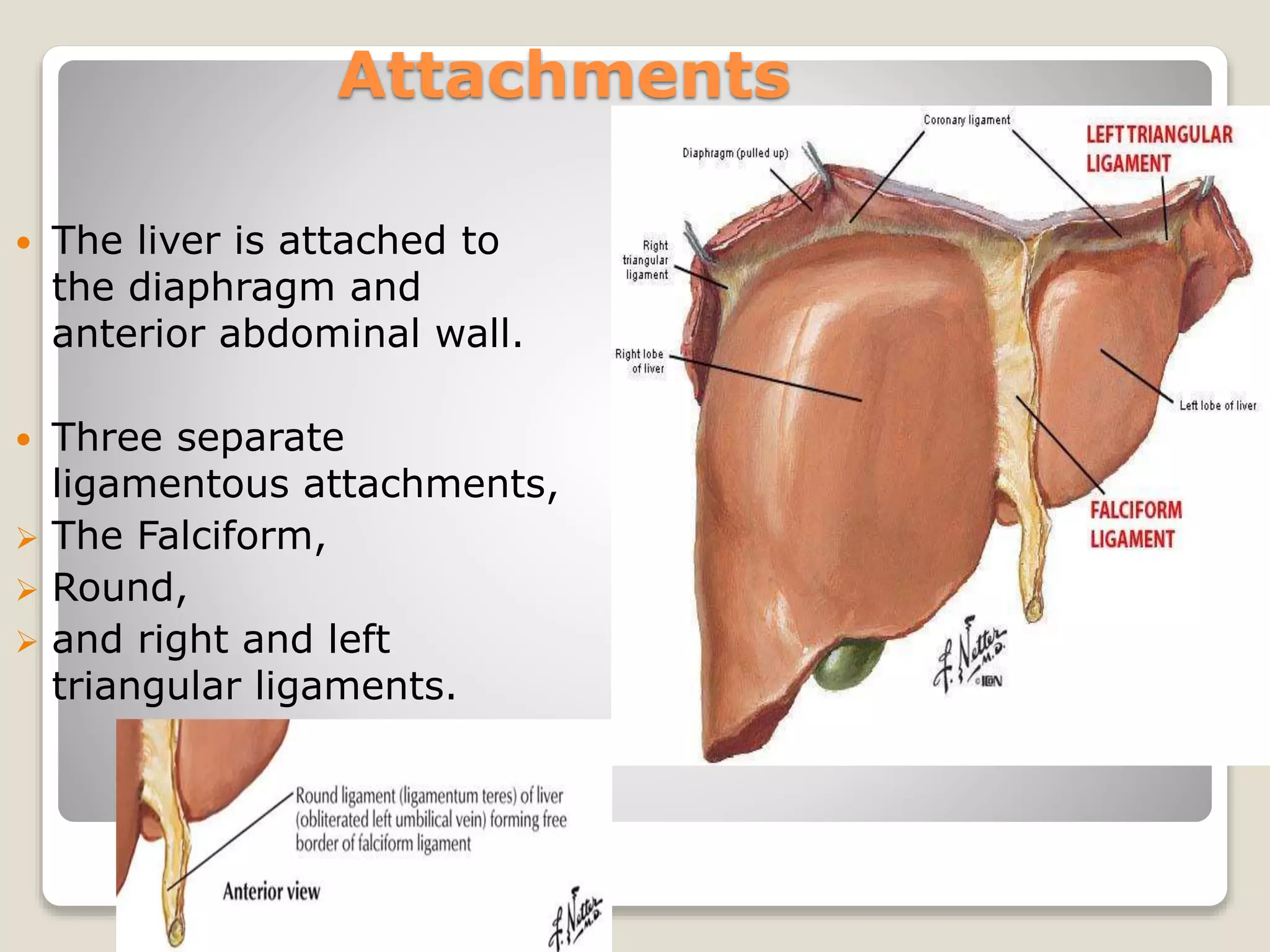 Attachments
 The liver is attached to
the diaphragm and
anterior abdominal wall.
 Three separate
ligamentous attachments,
 The Falciform,
 Round,
 and right and left
triangular ligaments.
 