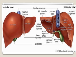 Anatomy of liver
 