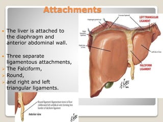 Attachments
 The liver is attached to
the diaphragm and
anterior abdominal wall.
 Three separate
ligamentous attachments,
 The Falciform,
 Round,
 and right and left
triangular ligaments.
 