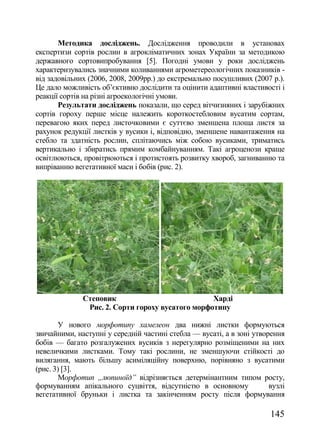 Методика досліджень. Дослідження проводили в установах
експертизи сортів рослин в агрокліматичних зонах України за методикою
державного сортовипробування [5]. Погодні умови у роки досліджень
характеризувались значними коливаннями агрометереологічних показників -
від задовільних (2006, 2008, 2009рр.) до екстремально посушливих (2007 р.).
Це дало можливість об‘єктивно дослідити та оцінити адаптивні властивості і
реакції сортів на різні агроекологічні умови.
       Результати досліджень показали, що серед вітчизняних і зарубіжних
сортів гороху перше місце належить короткостебловим вусатим сортам,
перевагою яких перед листочковими є суттєво зменшена площа листя за
рахунок редукції листків у вусики і, відповідно, зменшене навантаження на
стебло та здатність рослин, сплітаючись між собою вусиками, триматись
вертикально і збиратись прямим комбайнуванням. Такі агроценози краще
освітлюються, провітрюються і протистоять розвитку хвороб, загниванню та
випріванню вегетативної маси і бобів (рис. 2).




              Степовик                            Харді
               Рис. 2. Сорти гороху вусатого морфотипу

        У нового морфотипу хамелеон два нижні листки формуються
звичайними, наступні у середній частині стебла — вусаті, а в зоні утворення
бобів — багато розгалужених вусиків з нерегулярно розміщеними на них
невеличкими листками. Тому такі рослини, не зменшуючи стійкості до
вилягання, мають більшу асиміляційну поверхню, порівняно з вусатими
(рис. 3) [3].
        Морфотип „люпиноїд‖ відрізняється детермінантним типом росту,
формуванням апікального суцвіття, відсутністю в основному              вузлі
вегетативної бруньки і листка та закінченням росту після формування

                                                                       145
 