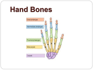 740_Hand.ppt