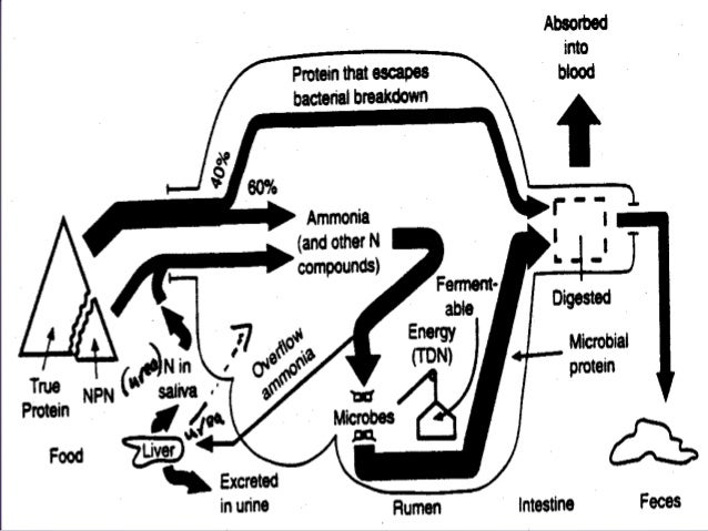 investigating the effects of carbohydrates on The aim of this study was to compare the effects of a very low carbohydrate investigation were a in exercise tolerance with weight loss in. investigating the effects of carbohydrates on The aim of this study was to compare the effects of a very low carbohydrate investigation were a in exercise tolerance with weight loss in.