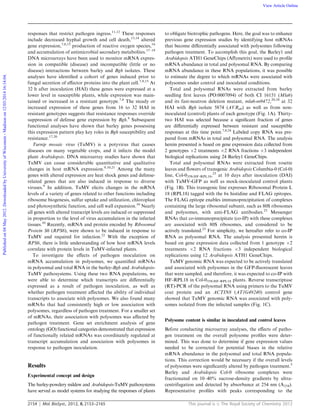 2154 Mol. BioSyst., 2012, 8, 2153–2165 This journal is c The Royal Society of Chemistry 2012
responses that restrict pathogen ingress.11,12
These responses
include decreased hyphal growth and cell death,13,14
altered
gene expression,7,8,15
production of reactive oxygen species,16
and accumulation of antimicrobial secondary metabolites.17–19
DNA microarrays have been used to monitor mRNA expres-
sion in compatible (disease) and incompatible (little or no
disease) interactions between barley and Bgh isolates. These
analyses have identiﬁed a cohort of genes induced prior to
fungal secretion of eﬀector proteins into the plant cell.7,8,15
At
32 h after inoculation (HAI) these genes were expressed at a
lower level in susceptible plants, while expression was main-
tained or increased in a resistant genotype.7,8
The steady or
increased expression of these genes from 16 to 32 HAI in
resistant genotypes suggests that resistance responses override
suppression of defense gene expression by Bgh.8
Subsequent
functional analyses have shown that barley genes possessing
this expression pattern play key roles in Bgh susceptibility and
resistance.17,20
Turnip mosaic virus (TuMV) is a potyvirus that causes
diseases on many vegetable crops, and it infects the model
plant Arabidopsis. DNA microarray studies have shown that
TuMV can cause considerable quantitative and qualitative
changes in host mRNA expression.9,10,21
Among the many
genes with altered expression are heat shock genes and defense-
related genes that are also induced in response to diverse
viruses.9
In addition, TuMV elicits changes in the mRNA
levels of a variety of genes related to other functions including
ribosome biogenesis, sulfur uptake and utilization, chloroplast
and photosynthetic function, and cell wall expansion.10
Nearly
all genes with altered transcript levels are induced or suppressed
in proportion to the level of virus accumulation in the infected
tissues.10
Recently, mRNA and protein encoded by Ribosomal
Protein S6 (RPS6), were shown to be induced in response to
TuMV and required for infection.22
With the exception of
RPS6, there is little understanding of how host mRNA levels
correlate with protein levels in TuMV-infected plants.
To investigate the eﬀects of pathogen inoculation on
mRNA accumulation in polysomes, we quantiﬁed mRNAs
in polysomal and total RNA in the barley-Bgh and Arabidopsis-
TuMV pathosystems. Using these two RNA populations, we
were able to determine which transcripts are diﬀerentially
expressed as a result of pathogen inoculation, as well as
whether pathogen treatment aﬀected the ability of individual
transcripts to associate with polysomes. We also found many
mRNAs that had consistently high or low association with
polysomes, regardless of pathogen treatment. For a smaller set
of mRNAs, their association with polysomes was aﬀected by
pathogen treatment. Gene set enrichment analysis of gene
ontology (GO) functional categories demonstrated that expression
of functionally related mRNAs was coordinately regulated at
transcript accumulation and association with polysomes in
response to pathogen inoculation.
Results
Experimental concept and design
The barley-powdery mildew and Arabidopsis-TuMV pathosystems
have served as model systems for studying the responses of plants
to obligate biotrophic pathogens. Here, the goal was to enhance
previous gene expression studies by identifying host mRNAs
that become diﬀerentially associated with polysomes following
pathogen treatment. To accomplish this goal, the Barley1 and
Arabidopsis ATH1 GeneChips (Aﬀymetrix) were used to proﬁle
mRNA abundance in total and polysomal RNA. By comparing
mRNA abundance in these RNA populations, it was possible
to estimate the degree to which mRNAs were associated with
polysomes under control and inoculated conditions.
Total and polysomal RNAs were extracted from barley
seedling ﬁrst leaves (PO:0007094) of both CI 16151 (Mla6)
and its fast-neutron deletion mutant, mla6-m9472,20,24
at 32
HAI with Bgh isolate 5874 (AVRa6) as well as from non-
inoculated (control) plants of each genotype (Fig. 1A). Thirty-
two HAI was selected because a signiﬁcant fraction of genes
are diﬀerentially expressed between resistant and susceptible
responses at this time point.7,8,24
Labeled copy RNA was pre-
pared from mRNAs in total and polysomal RNA. The analysis
herein presented is based on gene expression data collected from
2 genotypes Â2 treatments Â2 RNA fractions Â3 independent
biological replications using 24 Barley1 GeneChips.
Total and polysomal RNAs were extracted from rosette
leaves and ﬂowers of transgenic Arabidopsis Columbia-0 (Col-0)
line, Col-035S:HF-RPL18,25
at 10 days after inoculation (DAI)
with TuMV-GFP as well as mock-inoculated control plants
(Fig. 1B). This transgenic line expresses Ribosomal Protein L
18 (RPL18) tagged with the 6x histidine and FLAG epitopes.
The FLAG epitope enables immunoprecipitation of complexes
containing the large ribosomal subunit, such as 80S ribosomes
and polysomes, with anti-FLAG antibodies.25
Messenger
RNAs that co-immunoprecipitate (co-IP) with these complexes
are associated with 80S ribosomes, and considered to be
actively translated.25
For simplicity, we hereafter refer to co-IP
RNA as polysomal RNA. The analysis presented herein is
based on gene expression data collected from 1 genotype Â2
treatments Â2 RNA fractions Â3 independent biological
replications using 12 Arabidopsis ATH1 GeneChips.
TuMV genomic RNA was expected to be actively translated
and associated with polysomes in the GFP-ﬂuorescent leaves
that were sampled, and therefore, it was expected to co-IP with
HF-RPL18 in Col-035S:HF-RPL18 plants. Reverse transcriptase
(RT)-PCR of the polysomal RNA using primers to the TuMV
coat protein and an ACTIN8 (AT1G49240) control gene
showed that TuMV genomic RNA was associated with poly-
somes isolated from the infected samples (Fig. 1C).
Polysome content is similar in inoculated and control leaves
Before conducting microarray analyses, the eﬀects of patho-
gen treatment on the overall polysome proﬁles were deter-
mined. This was done to determine if gene expression values
needed to be corrected for potential biases in the relative
mRNA abundance in the polysomal and total RNA popula-
tions. This correction would be necessary if the overall levels
of polysomes were signiﬁcantly altered by pathogen treatment.5
Barley and Arabidopsis Col-0 ribosome complexes were
fractionated on 10–40% sucrose-density gradients by ultra-
centrifugation and detected by absorbance at 254 nm (A254).
Representative proﬁles with peaks corresponding to the
Publishedon04May2012.DownloadedbyUniversityofWisconsin-Madisonon12/03/201416:14:04. View Article Online
 