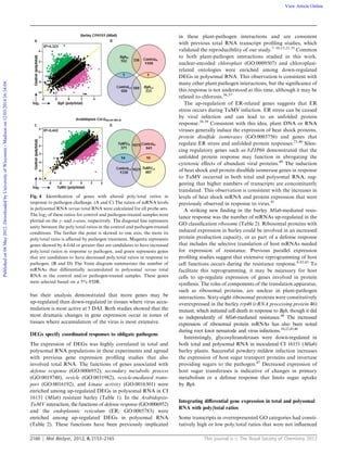 2160 Mol. BioSyst., 2012, 8, 2153–2165 This journal is c The Royal Society of Chemistry 2012
but their analysis demonstrated that more genes may be
up-regulated than down-regulated in tissues where virus accu-
mulation is most active at 5 DAI. Both studies showed that the
most dramatic changes in gene expression occur in zones of
tissues where accumulation of the virus is most extensive.
DEGs specify coordinated responses to obligate pathogens
The expression of DEGs was highly correlated in total and
polysomal RNA populations in these experiments and agreed
with previous gene expression proﬁling studies that also
involved total RNA. The functions of genes associated with
defense response (GO:0006952), secondary metabolic process
(GO:0019748), vesicle (GO:0031982), vesicle-mediated trans-
port (GO:0016192), and kinase activity (GO:0016301) were
enriched among up-regulated DEGs in polysomal RNA in CI
16151 (Mla6) resistant barley (Table 1). In the Arabidopsis-
TuMV interaction, the functions of defense response (GO:0006952)
and the endoplasmic reticulum (ER; GO:0005783) were
enriched among up-regulated DEGs in polysomal RNA
(Table 2). These functions have been previously implicated
in these plant-pathogen interactions and are consistent
with previous total RNA transcript proﬁling studies, which
validated the reproducibility of our study.7–10,15,21,35
Common
to both plant-pathogen interactions studied in this work,
nuclear-encoded chloroplast (GO:0009507) and chloroplast-
related ontologies were enriched among down-regulated
DEGs in polysomal RNA. This observation is consistent with
many other plant pathogen interactions, but the signiﬁcance of
this response is not understood at this time, although it may be
related to chlorosis.36,37
The up-regulation of ER-related genes suggests that ER
stress occurs during TuMV infection. ER stress can be caused
by viral infection and can lead to an unfolded protein
response.38,39
Consistent with this idea, plant DNA or RNA
viruses generally induce the expression of heat shock proteins,
protein disulﬁde isomerases (GO:0003756) and genes that
regulate ER stress and unfolded protein responses.21,40
Silen-
cing regulatory genes such as bZIP60 demonstrated that the
unfolded protein response may function in abrogating the
cytotoxic eﬀects of abundant viral proteins.40
The induction
of heat shock and protein disulﬁde isomerase genes in response
to TuMV occurred in both total and polysomal RNA, sug-
gesting that higher numbers of transcripts are concomitantly
translated. This observation is consistent with the increases in
levels of heat shock mRNA and protein expression that were
previously observed in response to virus.41
A striking new ﬁnding in the barley Mla6-mediated resis-
tance response was the number of mRNAs up-regulated in the
GO classiﬁcation ribosome (Table 2). Ribosomal proteins with
induced expression in barley could be involved in an increased
protein production capacity, or as part of a defense response
that includes the selective translation of host mRNAs needed
for expression of resistance. Previous parallel expression
proﬁling studies suggest that extensive reprogramming of host
cell functions occurs during the resistance response.8,42,43
To
facilitate this reprogramming, it may be necessary for host
cells to up-regulate expression of genes involved in protein
synthesis. The roles of components of the translation apparatus,
such as ribosomal proteins, are unclear in plant-pathogen
interactions. Sixty-eight ribosomal proteins were constitutively
overexpressed in the barley rrp46 (rRNA processing protein 46)
mutant, which initiated cell death in response to Bgh, though it did
so independently of Mla6-mediated resistance.44
The increased
expression of ribosomal protein mRNAs has also been noted
during root knot nematode and virus infections.10,22,45,46
Interestingly, glycosyltransferases were down-regulated in
both total and polysomal RNA in inoculated CI 16151 (Mla6)
barley plants. Successful powdery mildew infection increases
the expression of host sugar transport proteins and invertase
providing sugars to the pathogen.47
Decreased expression of
host sugar transferases is indicative of changes in primary
metabolism or a defense response that limits sugar uptake
by Bgh.
Integrating diﬀerential gene expression in total and polysomal
RNA with poly/total ratios
Some transcripts in overrepresented GO categories had consti-
tutively high or low poly/total ratios that were not inﬂuenced
Fig. 4 Identiﬁcation of genes with altered poly/total ratios in
response to pathogen challenge. (A and C) The ratios of mRNA levels
in polysomal RNA versus total RNA were calculated for all probe sets.
The log2 of these ratios for control and pathogen-treated samples were
plotted on the y- and x-axes, respectively. The diagonal line represents
unity between the poly/total ratios in the control and pathogen-treated
conditions. The further the point is skewed to one axis, the more its
poly/total ratio is aﬀected by pathogen treatment. Magenta represents
genes skewed by 4-fold or greater that are candidates to have increased
poly/total ratios in response to pathogen, and green represents genes
that are candidates to have decreased poly/total ratios in response to
pathogen. (B and D) The Venn diagram summarizes the number of
mRNAs that diﬀerentially accumulated in polysomal versus total
RNA in the control and/or pathogen-treated samples. These genes
were selected based on a 5% FDR.
Publishedon04May2012.DownloadedbyUniversityofWisconsin-Madisonon12/03/201416:14:04. View Article Online
 