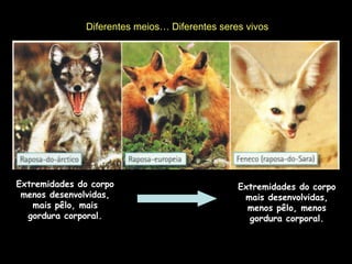Diferentes meios… Diferentes seres vivos
Extremidades do corpo
menos desenvolvidas,
mais pêlo, mais
gordura corporal.
Extremidades do corpo
mais desenvolvidas,
menos pêlo, menos
gordura corporal.
 